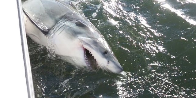 South Carolina fisherman hooks 17-foot great white shark: It was a ...