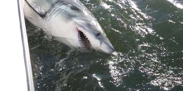 A roughly 10-foot great white Michalove hooked and tagged Tuesday. (Chip Michalove/ Outcast Sport Fishing)