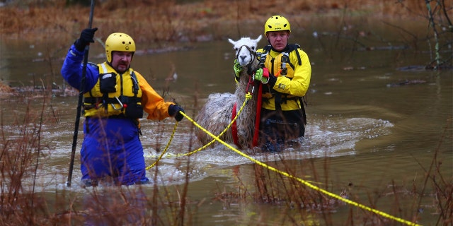 A stranded llama was rescued from heavy floodwaters in Maryland, officials said Sunday. (Howard County Department of Fire and Emergency Rescue Services)