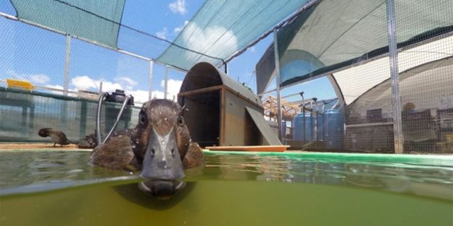 The Madagascar pochard was believed to be extinct before a researcher discovered a small flock in 2006.