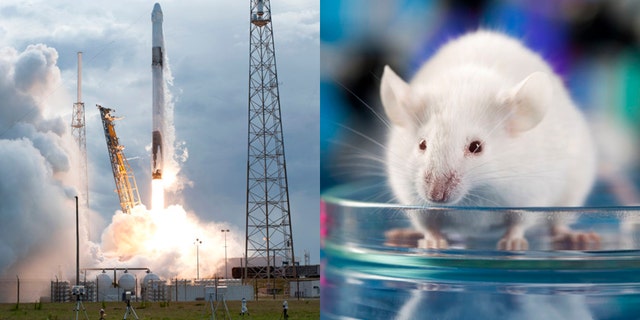 hamster space station