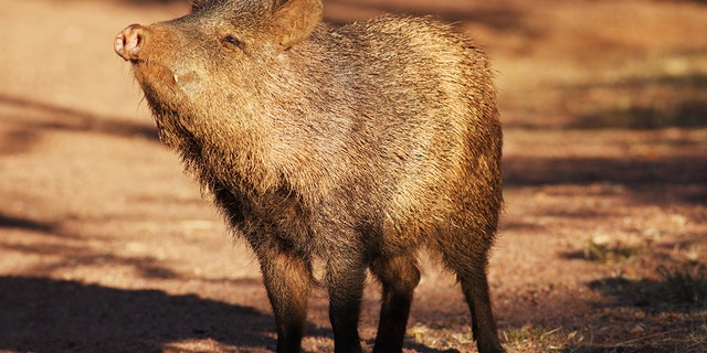 A modern-day peccary.