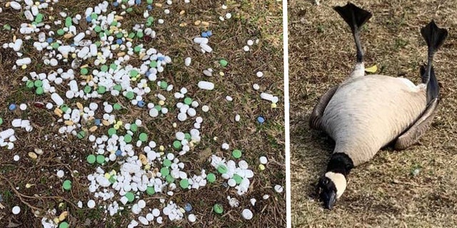 A Canada Goose and a Ring-billed Gull were recovering after they seemingly swallowed random pills that were found at a park in California.