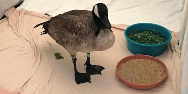 The wildlife center said Sunday that the goose is stable but in critical condition.