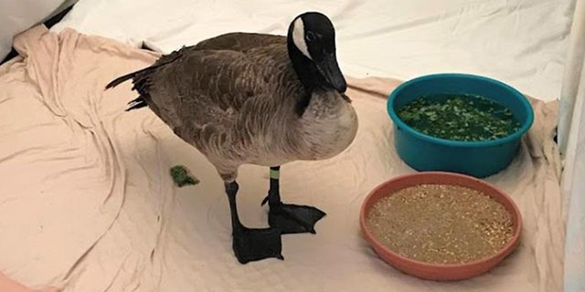 The wildlife center said Sunday that the goose is stable but in critical condition.