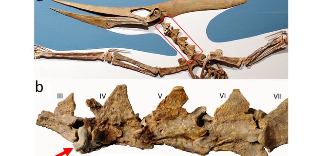 The fossil was excavated in the 1960s but hadn't been studied until recently. Scientists were intrigued by the tooth, as it's the "first documented occurrence of this large shark interacting with any pterosaur."