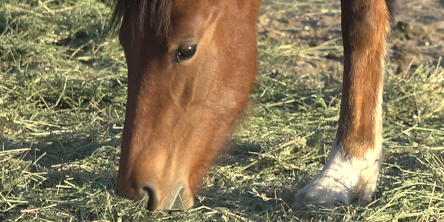 In Arizona this year, many areas of the state experienced a prolonged period with little to no rain. During multiple weeks, 100 percent of Arizona was in some form of drought. That left much of the land where the horses roam barren.