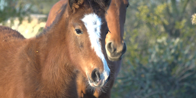 For centuries, wild horses have been a western icon, freely roaming open pastures in states like Montana, Wyoming and Arizona.