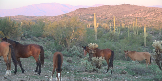The group that helped the wild horses said many were close to death and needed to be rescued because they were so emaciated.