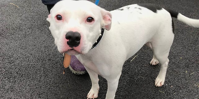 'Snoop' was found abandoned on the side of the road in England.