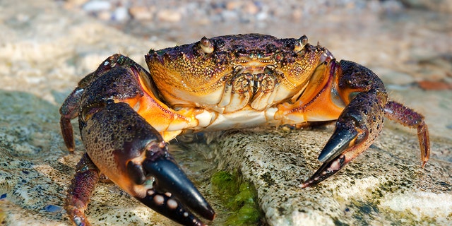 The prolonged red tide bloom in Florida is apparently impacting the stone crab population.