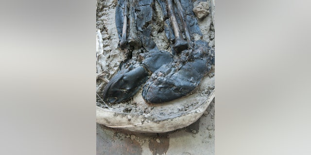 The boots -- which specialists have dated to the late 15th or early 16th century -- were pricey items, as “leather was expensive and often re-used at this time.” (MOLA Headland)