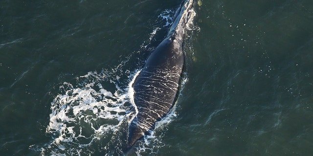 Wildlife officials in Florida celebrated the spotting of a right whale calf, which they said was the first sighting so far this season.