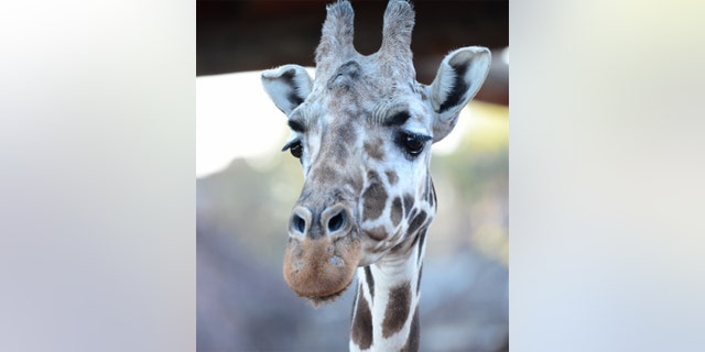 The oldest giraffe in North America died Thursday at a zoo in Colorado at age 32.