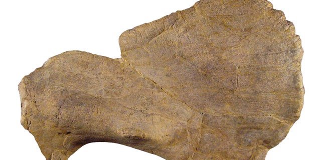 Crittendenceratops' squamosal bone.