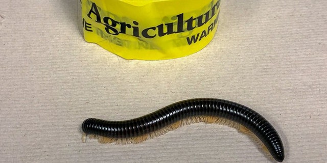 A millipede turned up inside a flier's suitcase at the Atlanta airport.