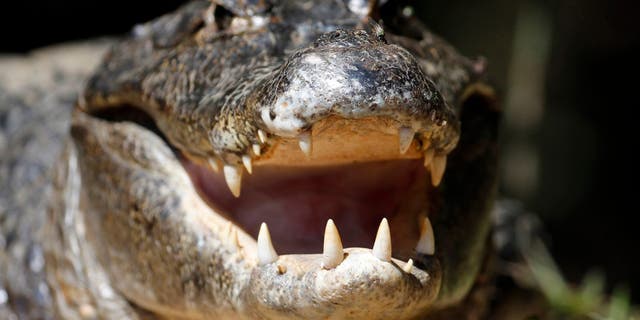 A Florida man was caught on camera tying up an alligator to his ATV and driving away. (REUTERS/Eric Gaillard)