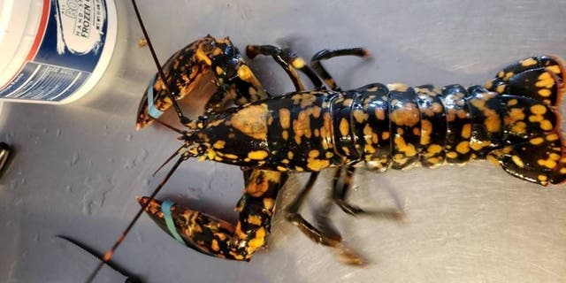 [Image: calico-lobster-e1538580488230.jpg?ve=1&tl=1]
