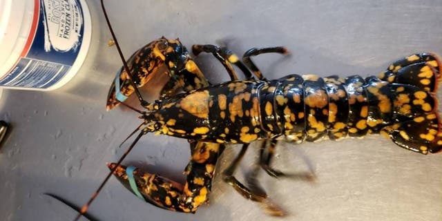 The University of Maine's Lobster Institute estimated the odds of finding a calico lobster are 1 in 30 million.