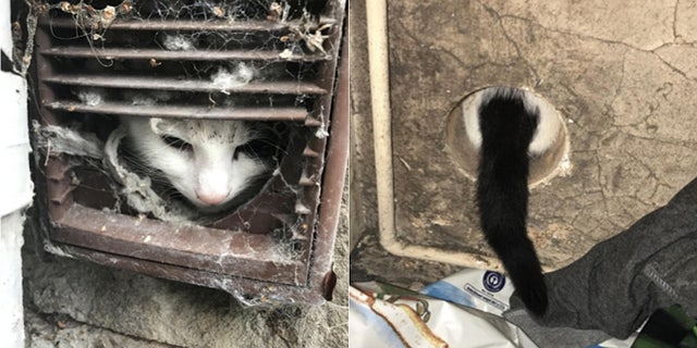 A cat in England still has all nine lives after a close call ended in a successful rescue.