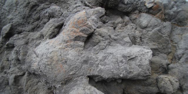 Image result for 'Treasure trove' of dinosaur footprints uncovered by strong storms