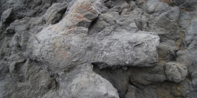 A large iguanodontian footprint found in Hastings, East Sussex.