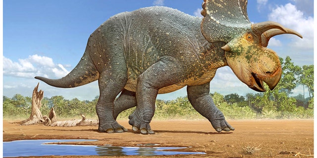 A restoration of the Crittendenceratops krzyzanowskii.