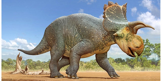 A restoration of the Crittendenceratops krzyzanowskii.