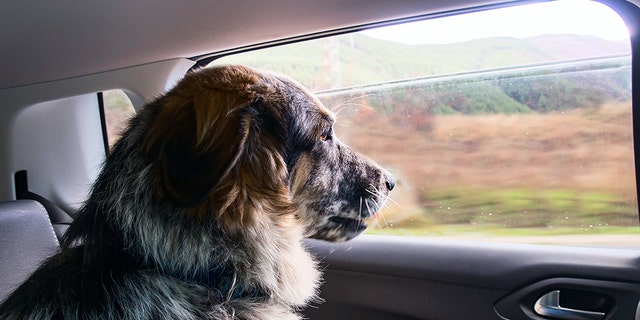 Anjing besar bepergian dengan mobil dan melihat ke jendela.