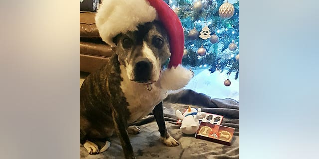 Roxy has finally been adopted after eight years at Teckels dog shelter in Whitminster, Gloucestershire.