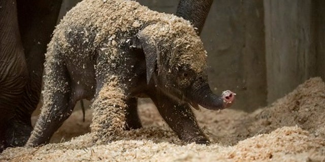 An Asian elephant was born Thursday, Dec. 6, 2018 in Powell, Ohio.