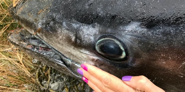 The head of the giant Atlantic bluefin tuna that was found washed up on Bea Sand on Sanday, Scotland.