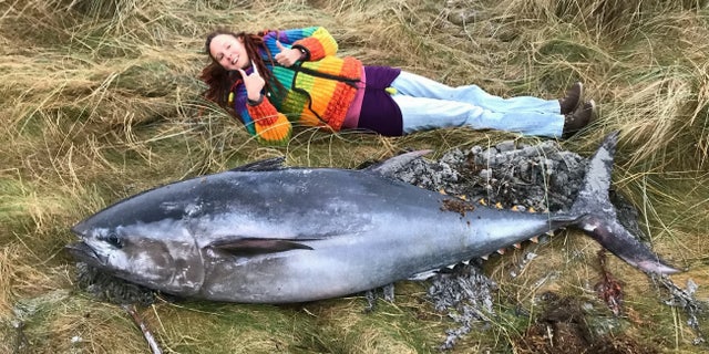 Ranger Emma Neave-Webb next to the giant Atlantic bluefin tuna found washed up on Bea Sand on Sanday, Orkney,