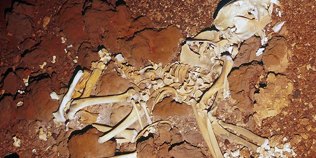 The skeleton was reconstructed in its entirety for the first time.