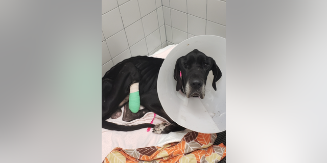 Luke is a 6-year-old Great Dane. (Noah's Arks Rescue)