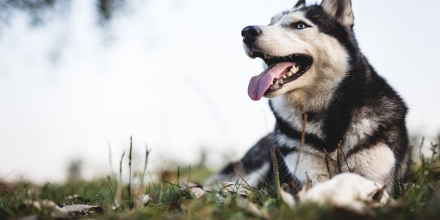 The Siberian husky, similar to the one pictured above, came to live with Herfel as a 9-month-old pup.