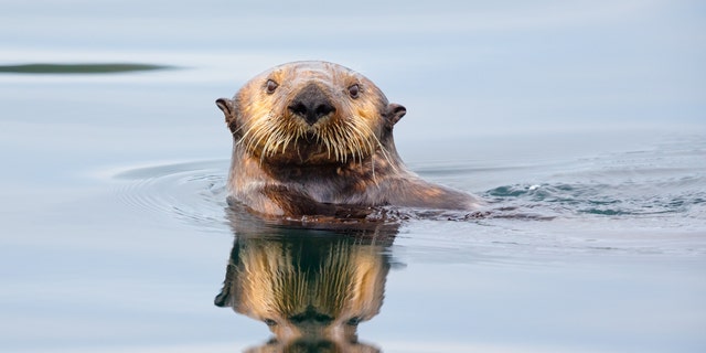Monterey Bay Aquarium was in the hot seat for their choice of phrases.