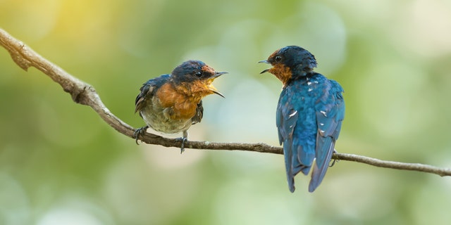 "The image of 'killing two birds with one stone' is, if anything, made more powerful by the animal-friendly alternative of 'feeding two birds with one scone,' Hamzah wrote.