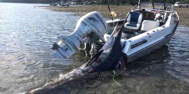 Josh Roberts spent an hour reeling in the massive marlin. "It was an epic day," he said.