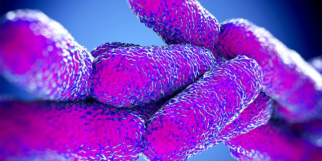 Legionella Pneumophila Bacteria, which most commonly causes Legionnaires' disease.