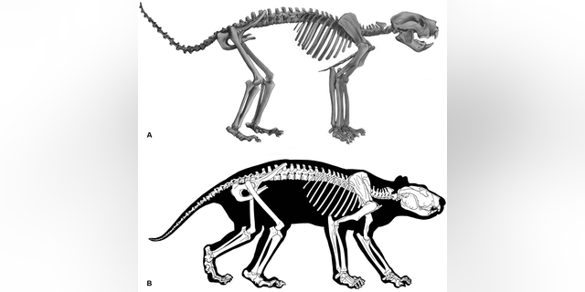 The prehistoric creature was a predatory animal that likely used its tail and hind legs a support when handling prey.