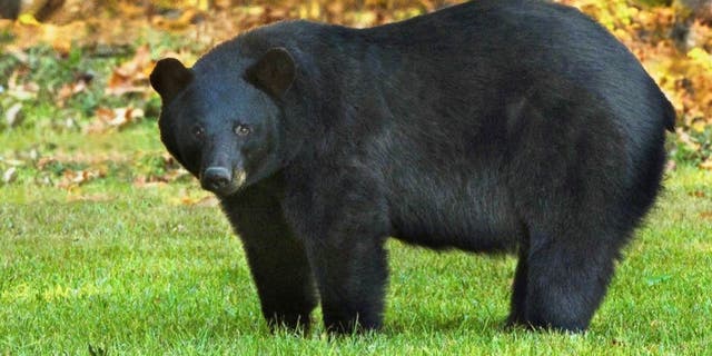 FILE: The Louisiana black bear is one of 16 subspecies of the American black bear. (U.S. Fish and Wildlife Service)