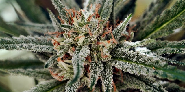 Liberal California became the largest legal U.S. marketplace, while conservative Utah and Oklahoma embraced medical marijuana. (AP Photo/Richard Vogel, File)