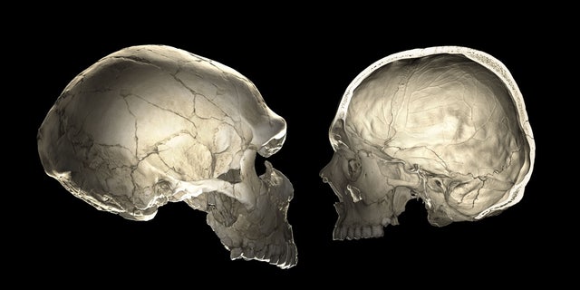 One of the features that distinguishes modern humans (right) from Neandertals (left) is a globular shape of the braincase.
