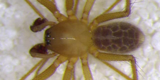 Indiana arachnologist Marc Milne discovered a new type of sheet weaver spiders inside a cave in southern Indiana.