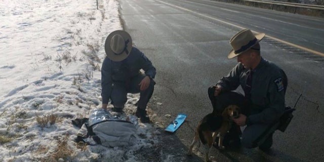 Two beagles were thrown out of an SUV on Interstate 81 in Cortland County on Wednesday.
