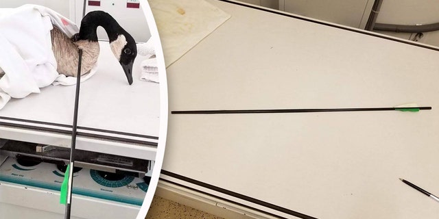 A wildlife rehab center in California took in a Canada goose that was found shot with an arrow.