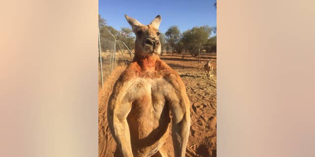 Famous musclebound kangaroo named Roger dead at 12: report | Fox News