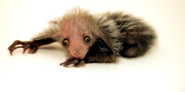 'Omen of Evil' baby aye-aye lives in Denver zoo | Fox News