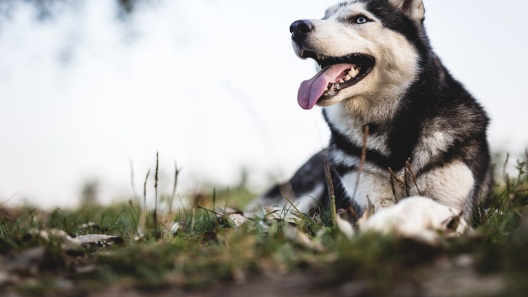 Husky abandoned on Texas roadside in viral video is rescued, adopted; suspect facing animal cruelty charges